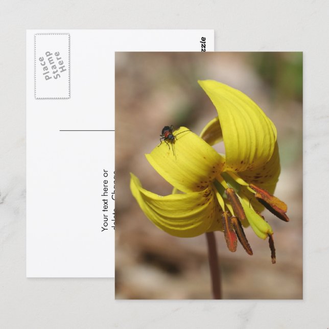Cartão Postal Wild Trout Lily Flower And Friend Personalized (Frente/Verso)