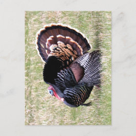 Cartão Postal Wild Turkey