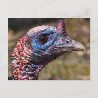 Cartão Postal Wild Turkey