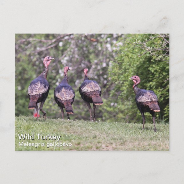 Cartão Postal Wild Turkey (Frente)
