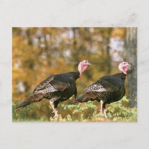 Cartão Postal Wild Turkey Gobblers