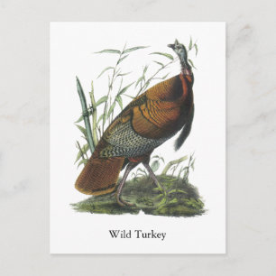 Cartão Postal Wild Turkey, John Audubon