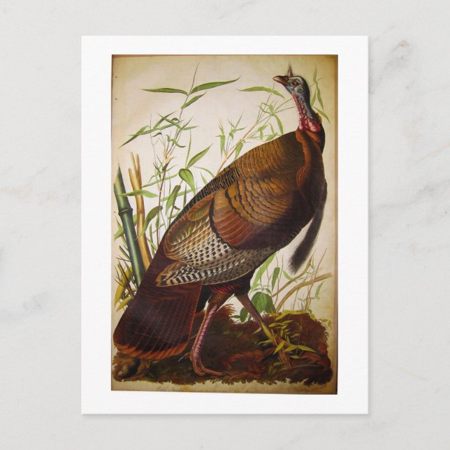 Cartão Postal Wild Turkey, John James Audubon (Frente)