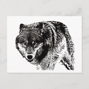 Cartão Postal Wild Wolf