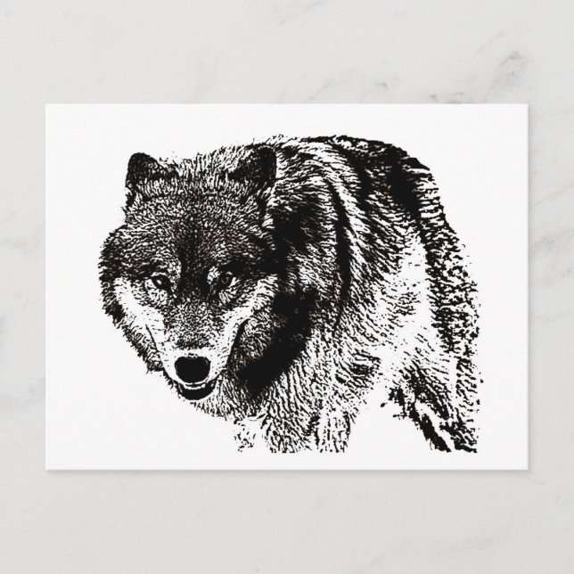 Cartão Postal Wild Wolf (Frente)