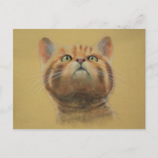 Cartão Postal Wildcat escocês