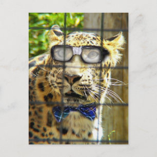 Cartão Postal Wildcat Pidasol