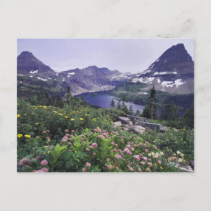 Cartão Postal Wildflower e Hidden Lake, Shruby
