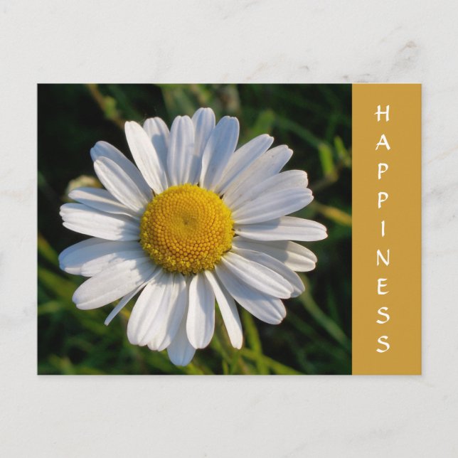 CARTÃO POSTAL WILDFLOWERS (Frente)