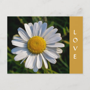 CARTÃO POSTAL WILDFLOWERS