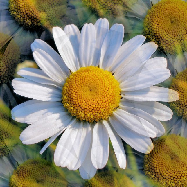 CARTÃO POSTAL WILDFLOWERS (Criador carregado)