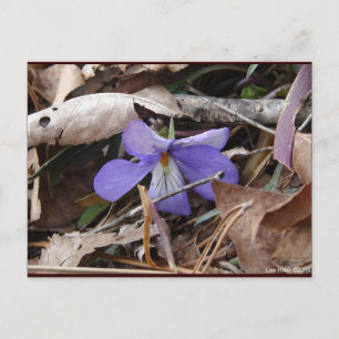Cartão Postal WildFlowers Birds-Foot Violet Hot Primaveras AR Pr