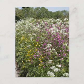 Cartão Postal Wildflowers in a Hedgerow Herefordshire England