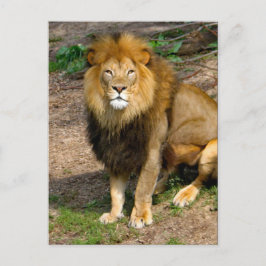 Cartão Postal Wildlife African Lion Sitting Photo