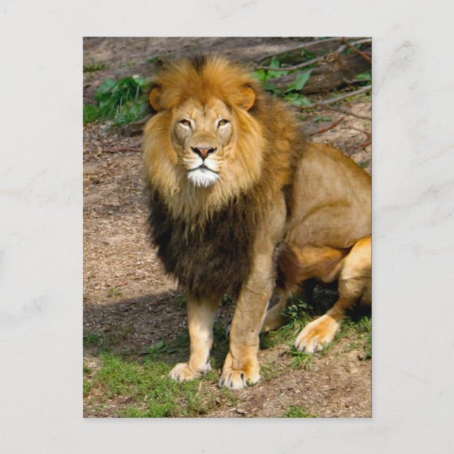 Cartão Postal Wildlife African Lion Sitting Photo (Frente)