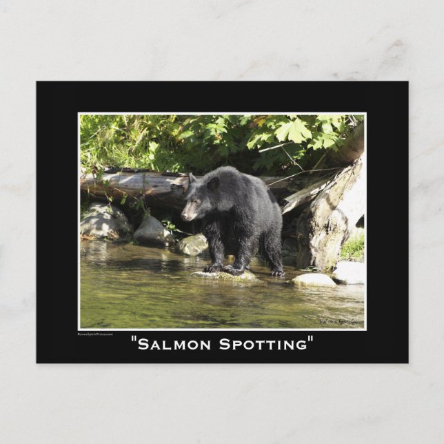 Cartão Postal Wildlife Bears Design (Frente)