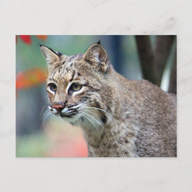 Cartão Postal Wildlife Bobcat Photo (Frente)