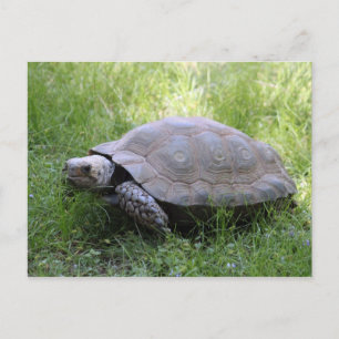 Cartão Postal Wildlife Brown Tortoise Foto