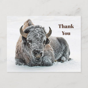 Cartão Postal Wildlife Buffalo Snow Foto Muito Obrigado