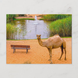 Cartão Postal Wildlife Camel Oasis Foto