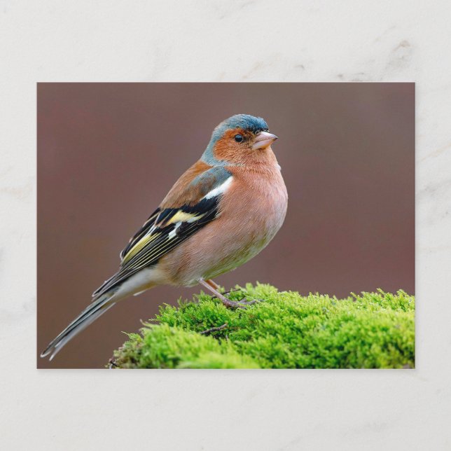 Cartão Postal Wildlife Chaffinch Photo (Frente)