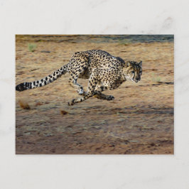 Cartão Postal Wildlife Cheetah Running Photo