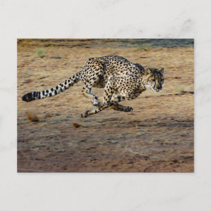 Cartão Postal Wildlife Cheetah Running Photo