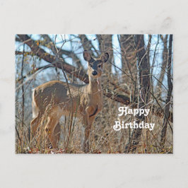 Cartão Postal Wildlife Deer Woods Foto Aniversário
