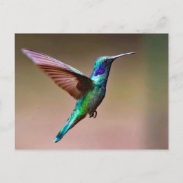 Cartão Postal Wildlife Green Hummingbird Foto