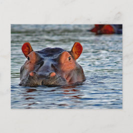 Cartão Postal Wildlife Hippo Water Photo