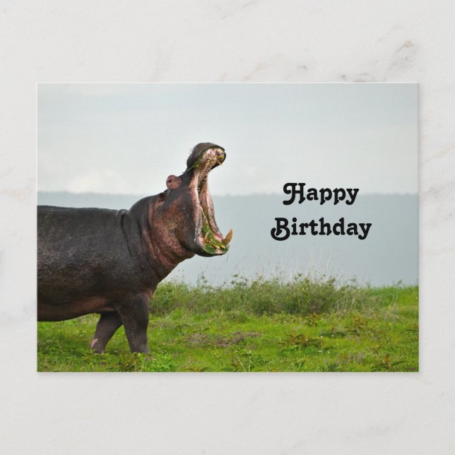Cartão Postal Wildlife Hippopotamus Foto Birthday (Frente)