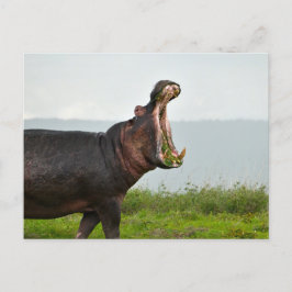 Cartão Postal Wildlife Hippopotamus Photo