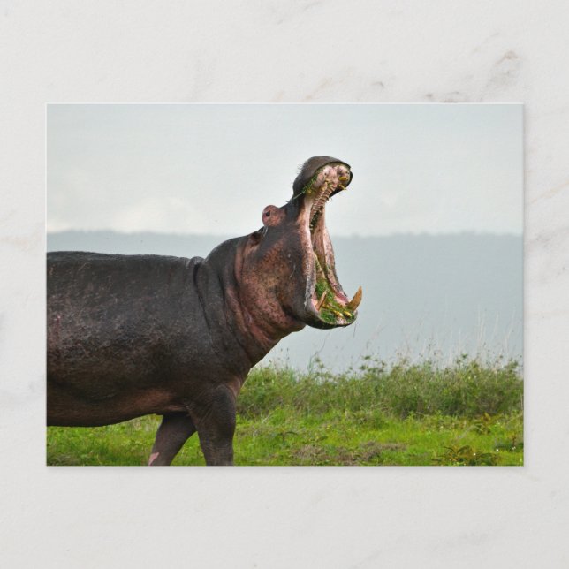 Cartão Postal Wildlife Hippopotamus Photo (Frente)
