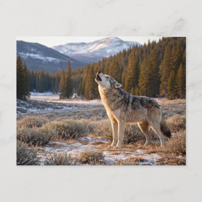 Cartão Postal Wildlife Howling Gray Wolf (Frente)