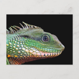Cartão Postal Wildlife Iguana Photo