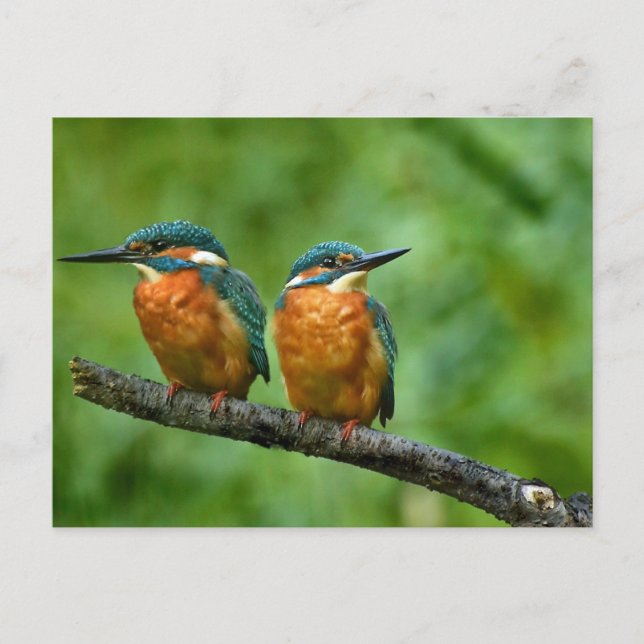 Cartão Postal Wildlife Kingfisher Foto (Frente)