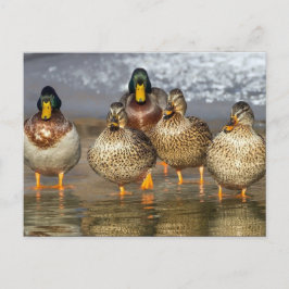 Cartão Postal Wildlife Mallard Ducks Foto
