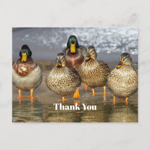 Cartão Postal Wildlife Mallard Ducks Foto Obrigado