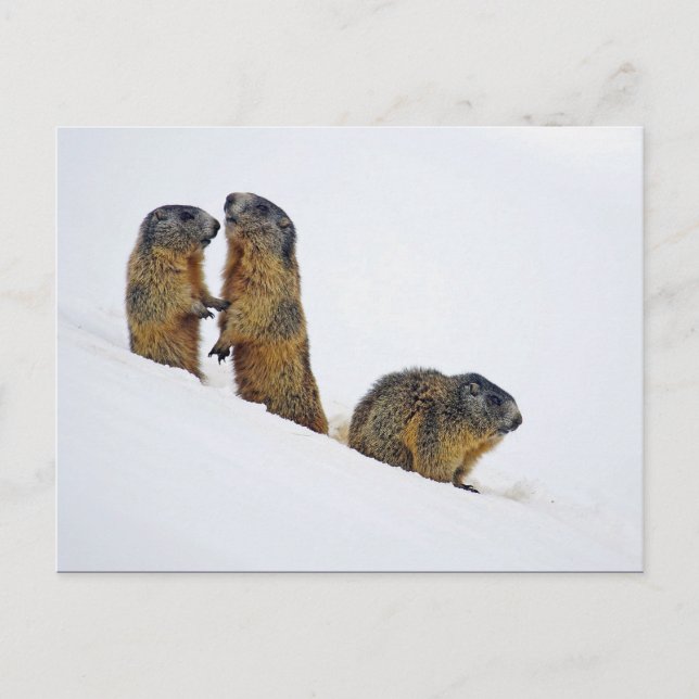 Cartão Postal Wildlife Marmots Snow Foto (Frente)