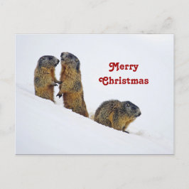 Cartão Postal Wildlife Marmots Snow Foto de Natal
