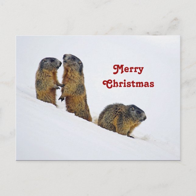 Cartão Postal Wildlife Marmots Snow Foto de Natal (Frente)