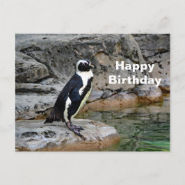 Cartão Postal Wildlife Penguin Photo Birthday
