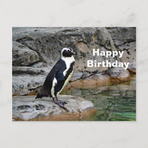 Cartão Postal Wildlife Penguin Photo Birthday