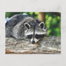 Wildlife Raccoon Log Mammal Foto
