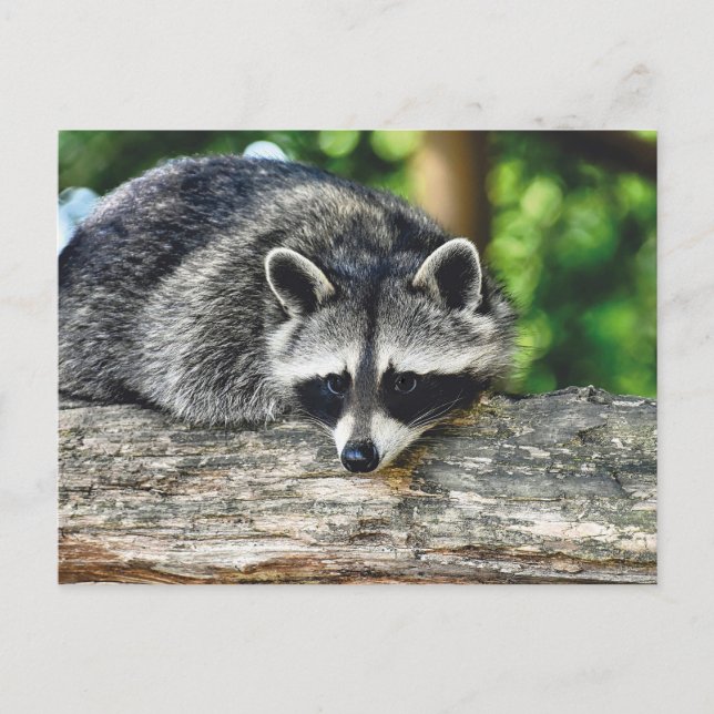 Cartão Postal Wildlife Raccoon Log Mammal Foto (Frente)