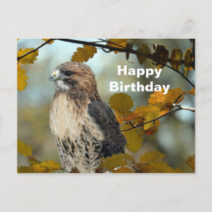 Cartão Postal Wildlife Red Tailed Hawk Autumn Foto Birthday