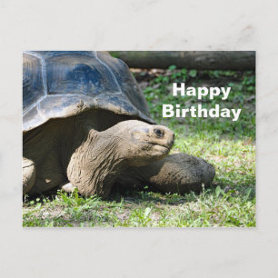 Cartão Postal Wildlife Tortoise Foto Birthday