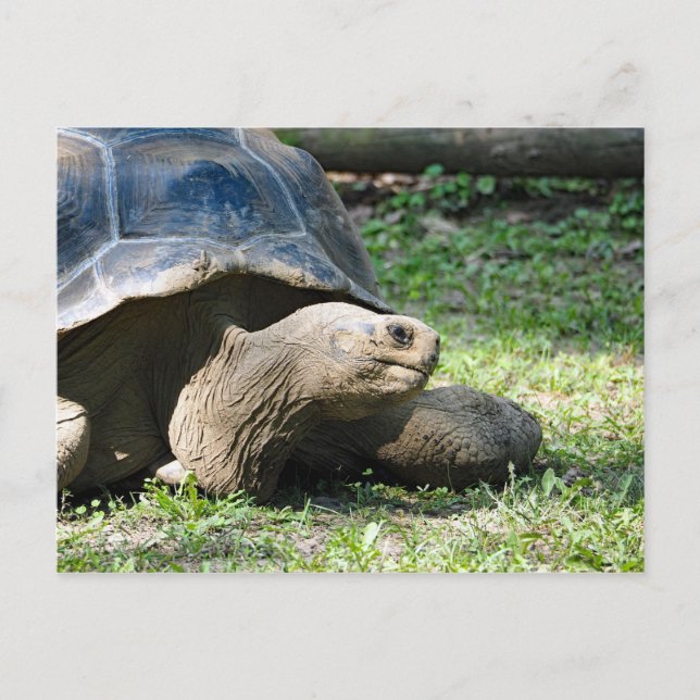 Cartão Postal Wildlife Tortoise Photo (Frente)
