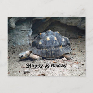 Cartão Postal Wildlife Tortoise Reptile Foto Aniversário