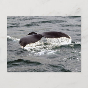 Cartão Postal Wildlife Whale Tail Alaska Foto